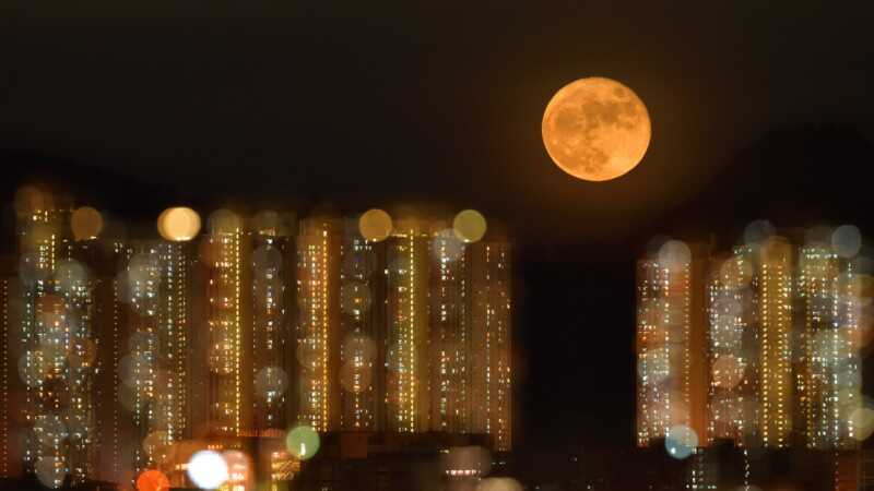Kelebeklerle Çevrili Goril 2021 Küresel Fotoğraf Yarışmasını Kazandı 8 Landscape 5 HM KIM PAN DENNIS WONG 800x450 1