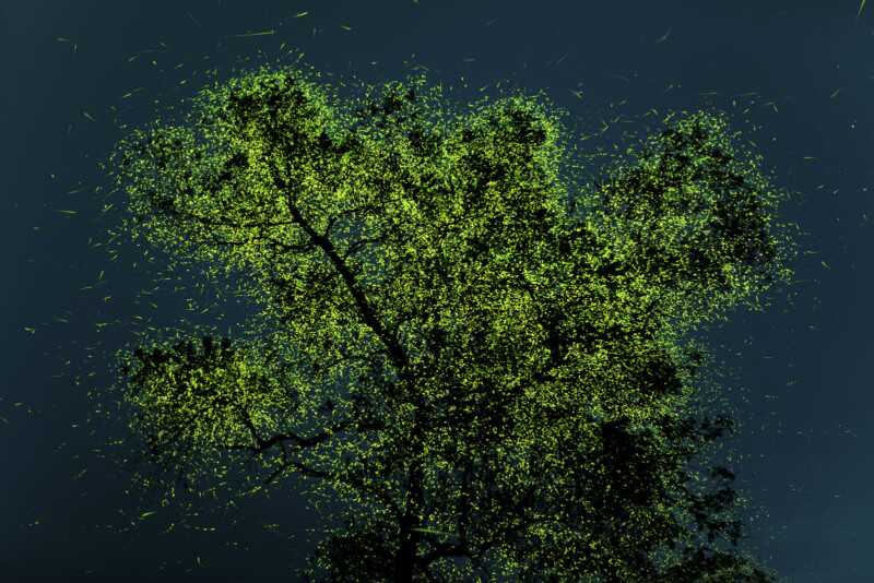 Kelebeklerle Çevrili Goril 2021 Küresel Fotoğraf Yarışmasını Kazandı 3 Peoples Choice PRATHAMESH GHADEKAR petapixel 800x534 1