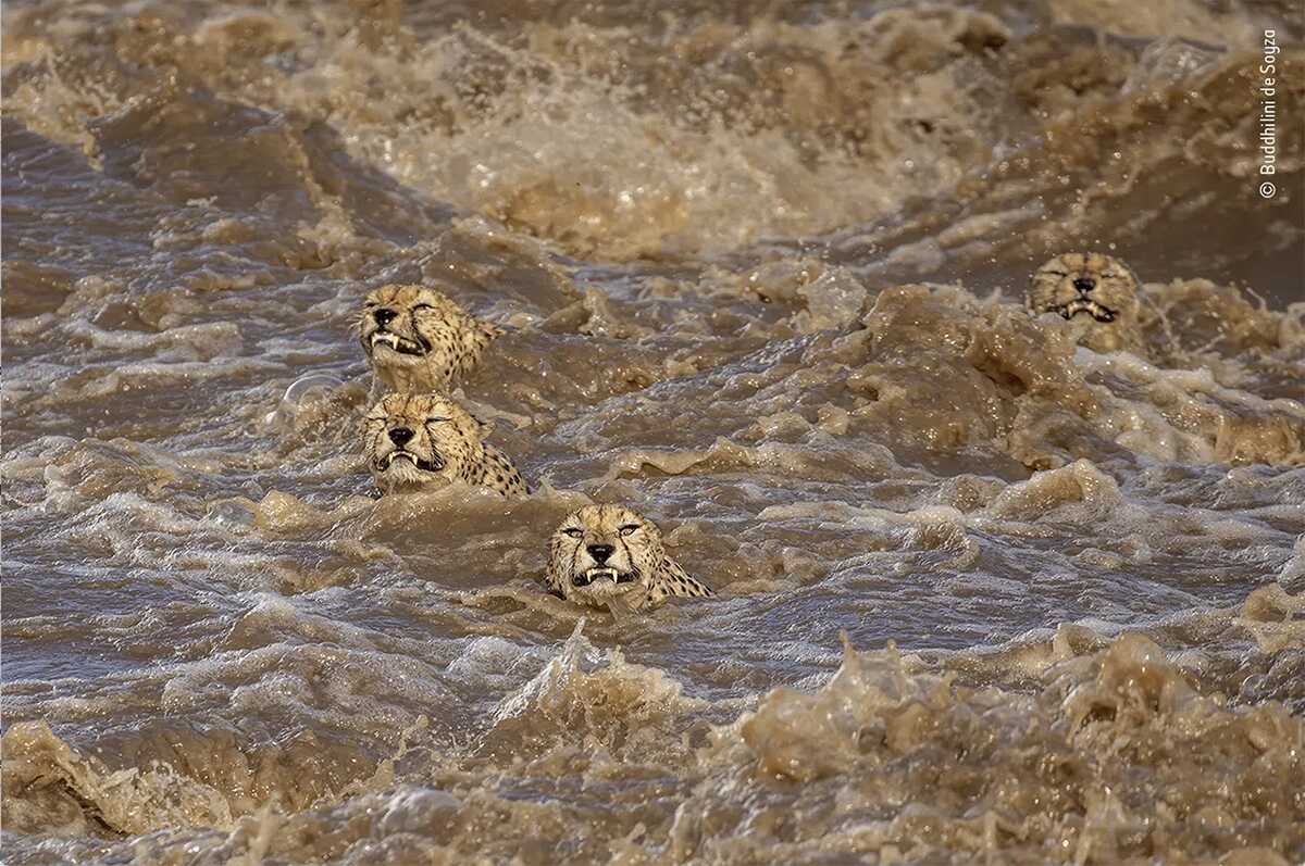 The Great Swim by Buddhilini de Soyza