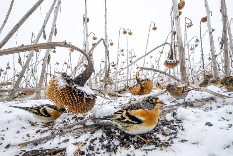 Kelebeklerle Çevrili Goril 2021 Küresel Fotoğraf Yarışmasını Kazandı 20 Wildlife 2 MATEUSZ PIESIAK 800x534 1