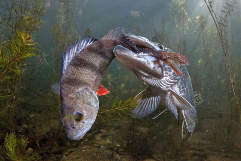 Kelebeklerle Çevrili Goril 2021 Küresel Fotoğraf Yarışmasını Kazandı 21 Wildlife 3 VIKTOR VRBOVSKY 800x534 1