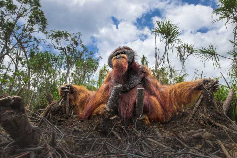 Kelebeklerle Çevrili Goril 2021 Küresel Fotoğraf Yarışmasını Kazandı 23 Wildlife 5 HM THOMAS VIJAYAN 800x534 1