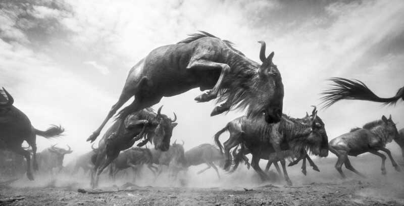 Kelebeklerle Çevrili Goril 2021 Küresel Fotoğraf Yarışmasını Kazandı 24 Wildlife 6 HM ANUP SHAH 800x408 1