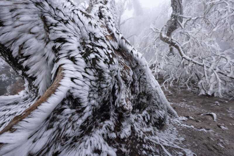 GDT Yılın Yaban Hayatı Fotoğrafçısı 2021 6 k4 01 tobias richter raureif 800x534 1