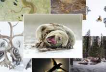 2021 Yılın Yaban Hayatı Fotoğrafçısı kazananları ve finalistleri 5 wildlife photographer of the year 2021 header
