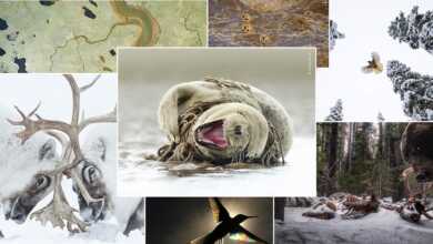 2021 Yılın Yaban Hayatı Fotoğrafçısı kazananları ve finalistleri 19 wildlife photographer of the year 2021 header
