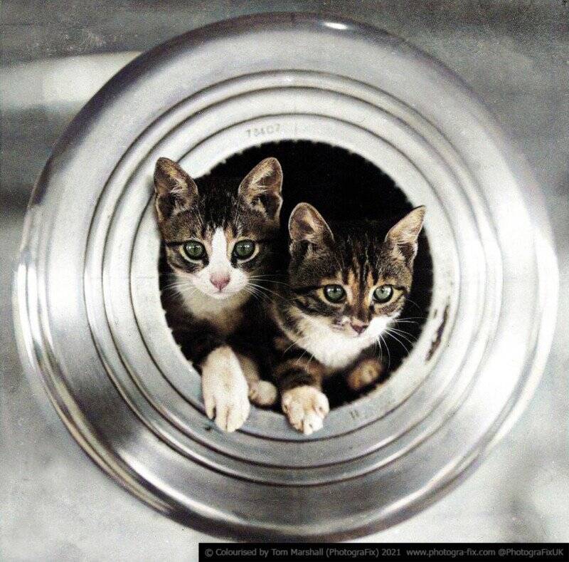 Tom Marshall : Savaş Zamanı Hayvanları 5 03 Ships Cats colorized tom marshall sanalsergi 3 800x789 1
