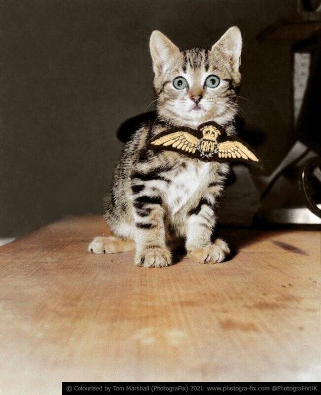 Tom Marshall : Savaş Zamanı Hayvanları 11 09 Australian Kitten colorized tom marshall sanalsergi 0 650x800 1
