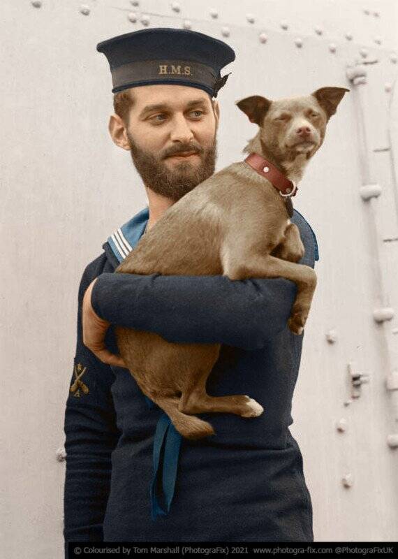 Tom Marshall : Savaş Zamanı Hayvanları 10 10 Navy Dog colorized tom marshall sanalsergi 10 570x800 1