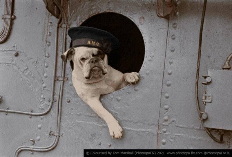 Tom Marshall : Savaş Zamanı Hayvanları 9 11 Venus the Bulldog colorized tom marshall sanalsergi 11 800x541 1