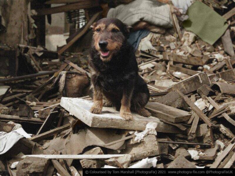 Tom Marshall : Savaş Zamanı Hayvanları 8 12 Rip the Blitz Dog colorized tom marshall sanalsergi 12 800x599 1