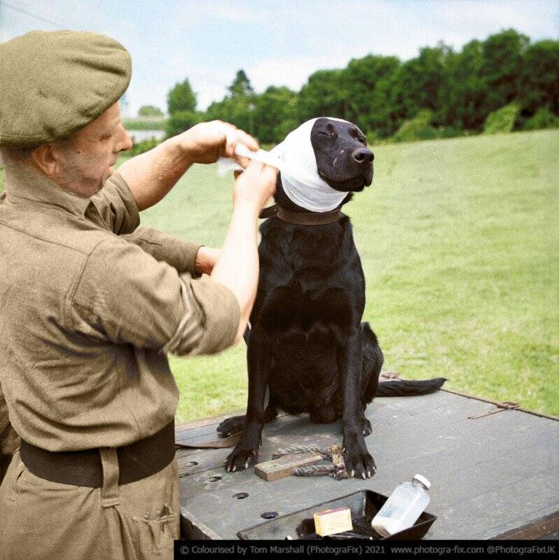 Tom Marshall : Savaş Zamanı Hayvanları 7 13 Jasper the Mine Dog colorized tom marshall sanalsergi 13 798x800 1
