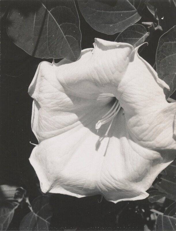Georgia O'Keeffe'den Nadir ve Büyük ölçüde Görülmemiş Fotoğraflar Dizisi 3 1 OKeeffe Jimsonweed EX 2021 GO 089 611x800 1