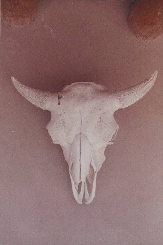 Georgia O'Keeffe'den Nadir ve Büyük ölçüde Görülmemiş Fotoğraflar Dizisi 5 23 OKeeffe Skull Ghost Ranch EX 2021 GO 088 532x800 1