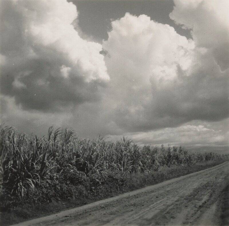 Georgia O'Keeffe'den Nadir ve Büyük ölçüde Görülmemiş Fotoğraflar Dizisi 9 7 OKeeffe Sugar Cane Fields EX 2021 GO 019 800x792 1
