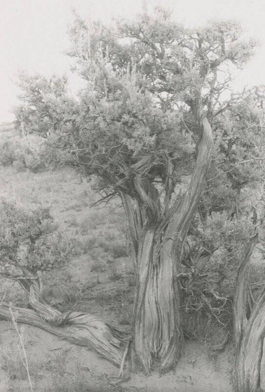 Georgia O'Keeffe'den Nadir ve Büyük ölçüde Görülmemiş Fotoğraflar Dizisi 8 8 OKeeffe Big Sage EX 2021 GO 047 542x800 1
