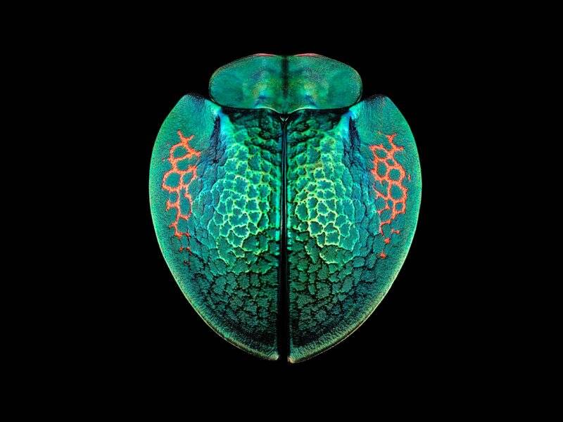 Bu Böcek Makroları, 151 MP 8.000 Fotoğraf ve 86 Saatlik Düzenleme Gerektirdi 11 19AD GreenRedFlatBug221 800x600 1