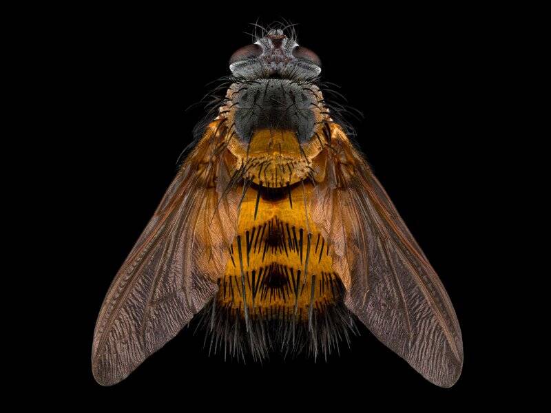 Bu Böcek Makroları, 151 MP 8.000 Fotoğraf ve 86 Saatlik Düzenleme Gerektirdi 13 19AD HairyFly v5e211 800x600 1