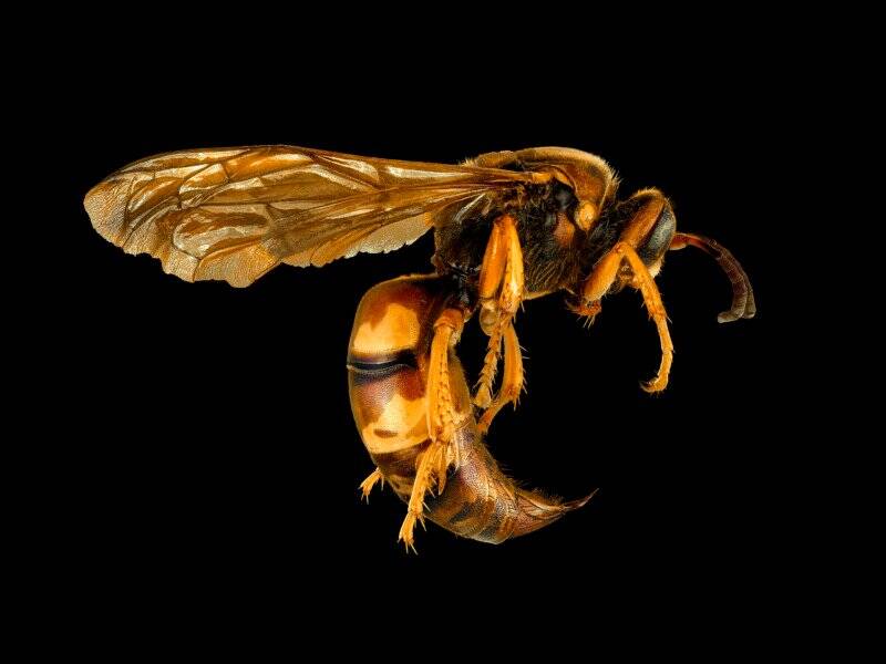 Bu Böcek Makroları, 151 MP 8.000 Fotoğraf ve 86 Saatlik Düzenleme Gerektirdi 9 19AD Wasp v121 800x600 1