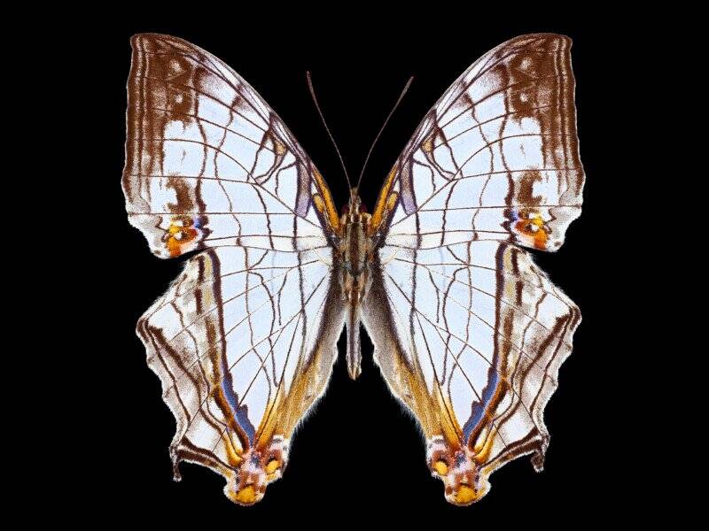 20AD MarbleButterfly v111 800x600 1