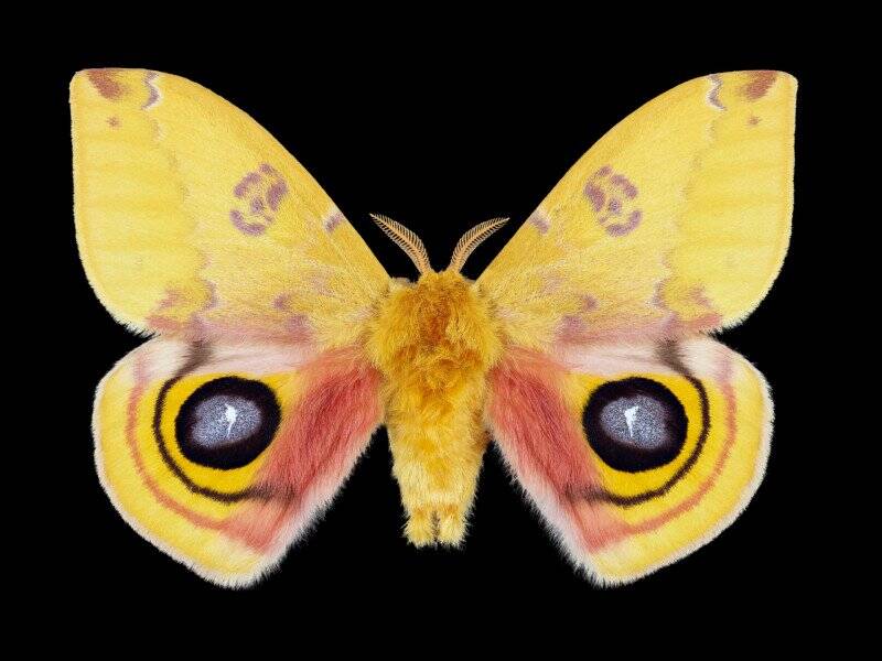 Bu Böcek Makroları, 151 MP 8.000 Fotoğraf ve 86 Saatlik Düzenleme Gerektirdi 8 20AD YellowMoth v21q1 800x600 1