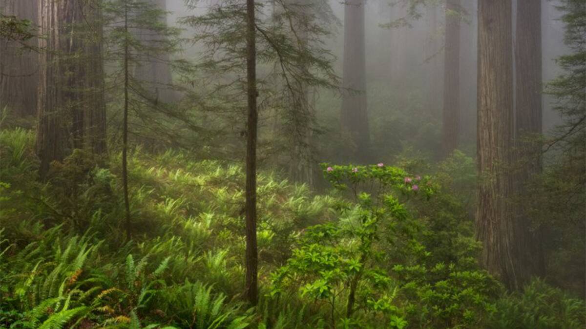 Görsel Dilden Yararlanma ve Bir Fotoğrafta 'Ruh Hali' Nasıl Yakalanır 1 MichaelFryeJune