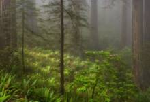 Görsel Dilden Yararlanma ve Bir Fotoğrafta 'Ruh Hali' Nasıl Yakalanır 20 MichaelFryeJune