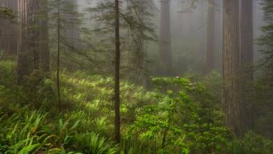 Görsel Dilden Yararlanma ve Bir Fotoğrafta 'Ruh Hali' Nasıl Yakalanır 12 MichaelFryeJune