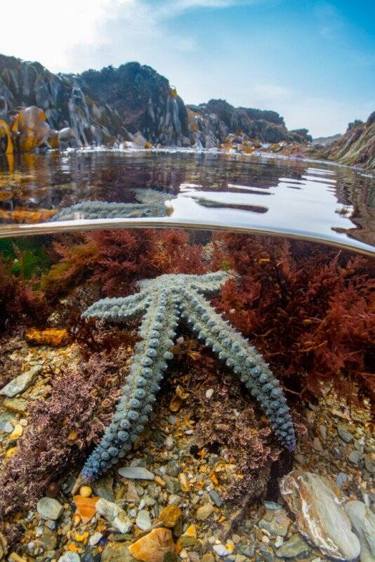 2022 Underwater Photographer of the Year 007