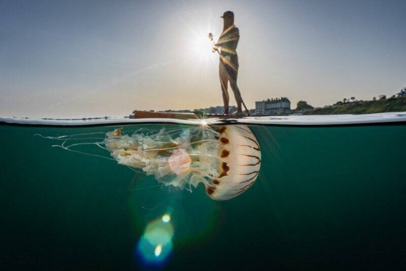 2022 Underwater Photographer of the Year 008