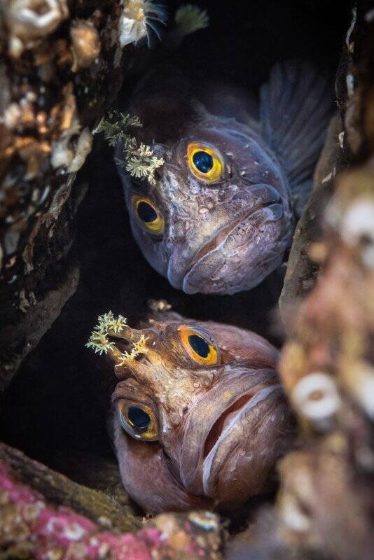 2022 Underwater Photographer of the Year 009