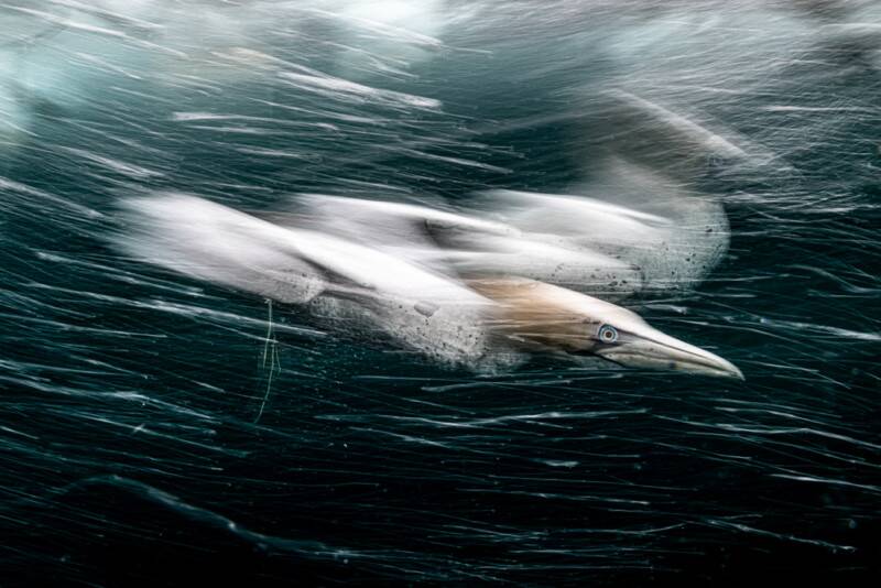 2022 Underwater Photographer of the Year 010