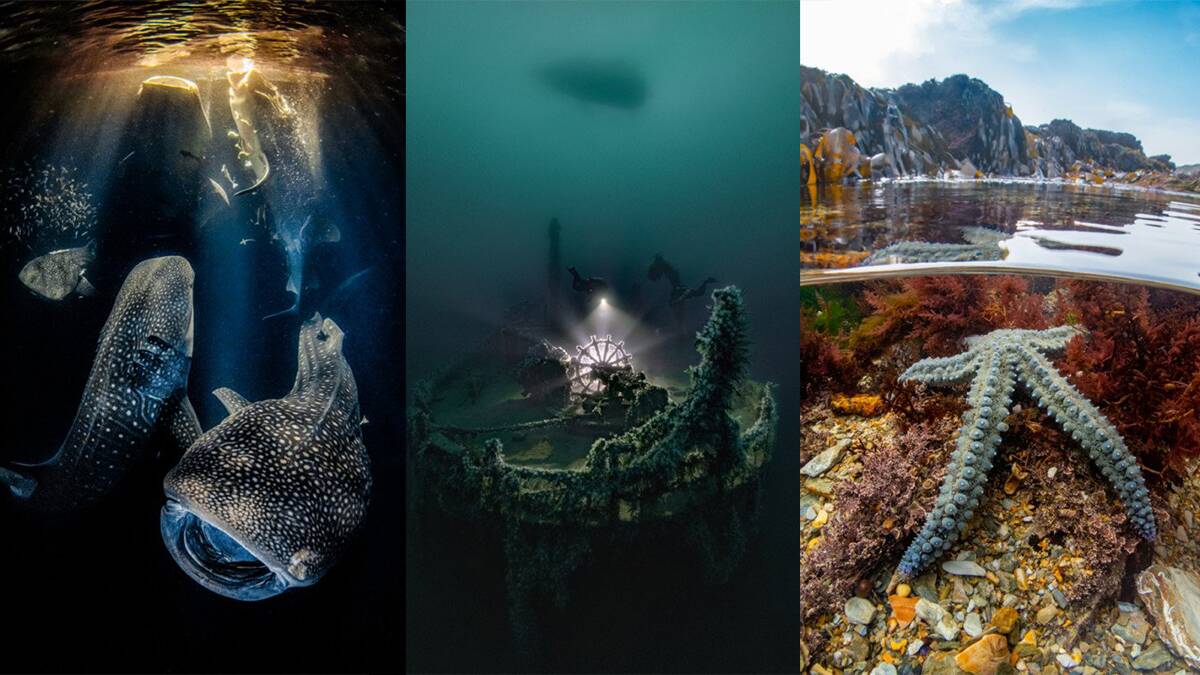 2022 Underwater Photographer of the Year header