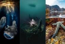 2022 Yılın Sualtı Fotoğrafçısı (UPY) 4 2022 Underwater Photographer of the Year header