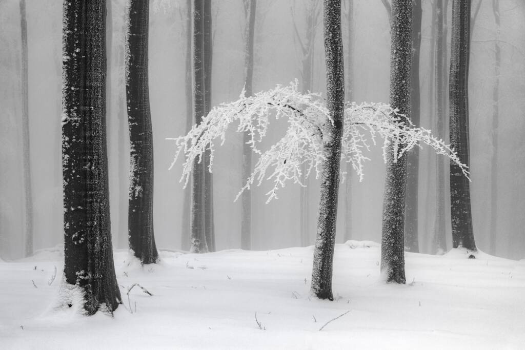 31443 Heiner Machalett Winter Forest