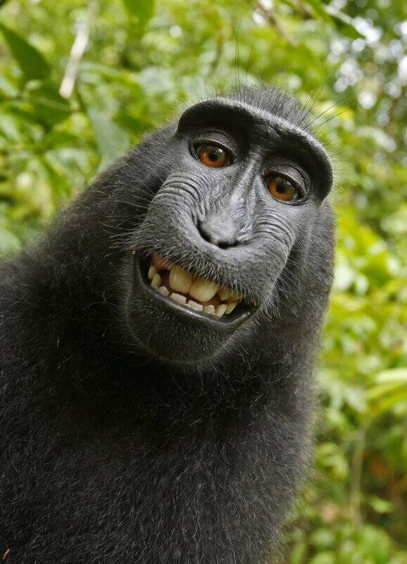 Yapay Zeka Tarafından Oluşturulan Sanatın Telif Hakkıyla Korunamaz? 2 monkey selfie