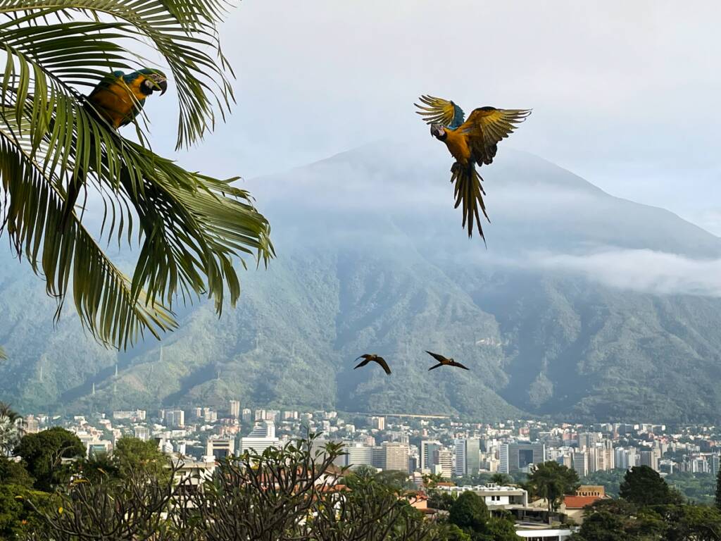2022 Sony World Photography Awards: Açık Yarışma Kazananlar ve Kısa Liste 2 009 IsabelaEseverri VenezuelaBolivarianRepublicof Open Motion 2022