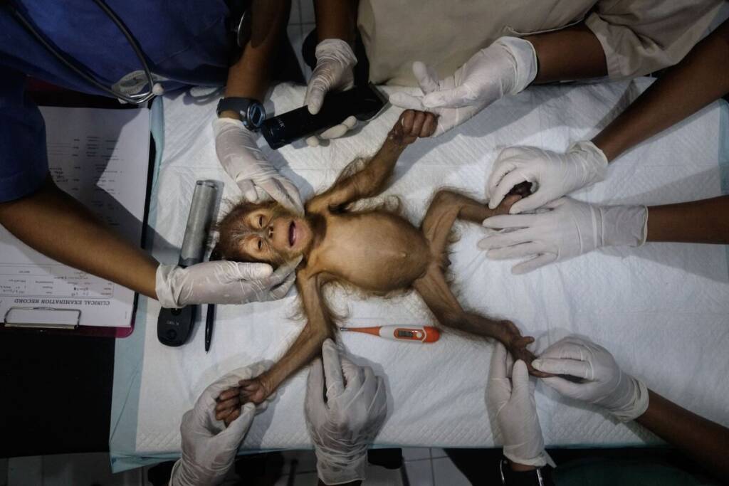 2021 Dünya Doğa Fotoğrafçılığı Ödüllerinin Kazananları 2 Alain Schroeder Saving Orangutans 1
