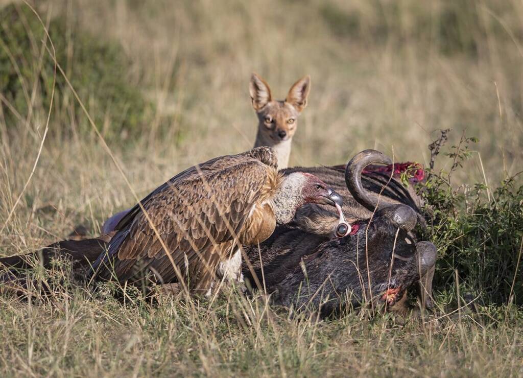 Ashok Behera Vulture and fox