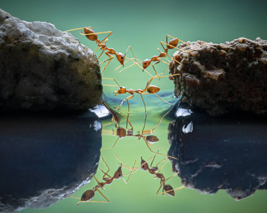 Chin Leong Teo Ants Crossing 2