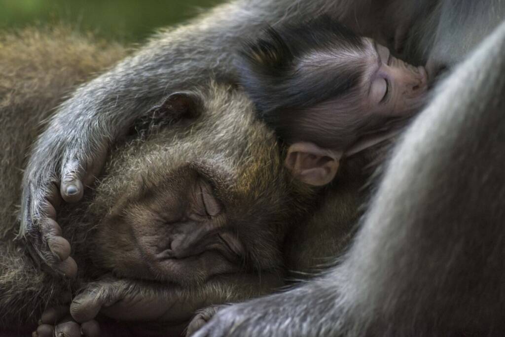 2021 Dünya Doğa Fotoğrafçılığı Ödüllerinin Kazananları 2 Family Moment