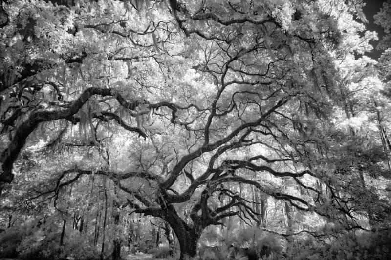 Bir Öğrencinin Hayatı Boyunca Ansel Adams'ı Hatırlamak 3 Laurie KleinIMG 5775