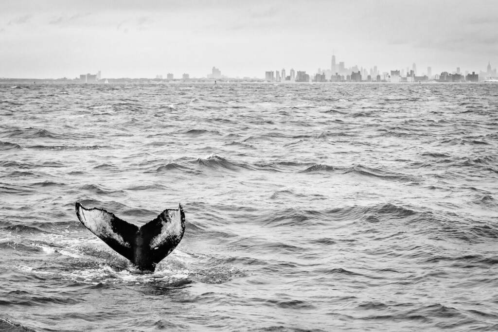 Matthijs Noome Humpback whale