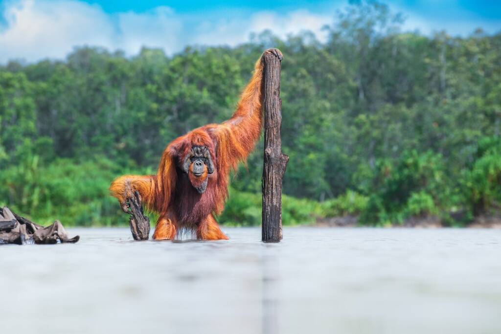 Thomas Vijayan Bornean Orangutan