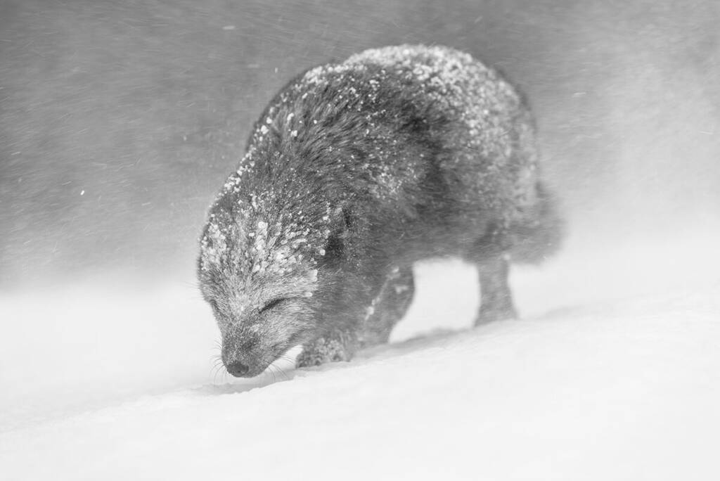 Vince Burton Arctic fox Determination