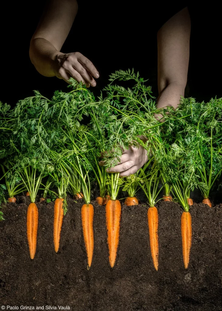 Pink Lady Yılın Yemek Fotoğrafçısı 2022 19 20 Paolo Grinza Carrot Field