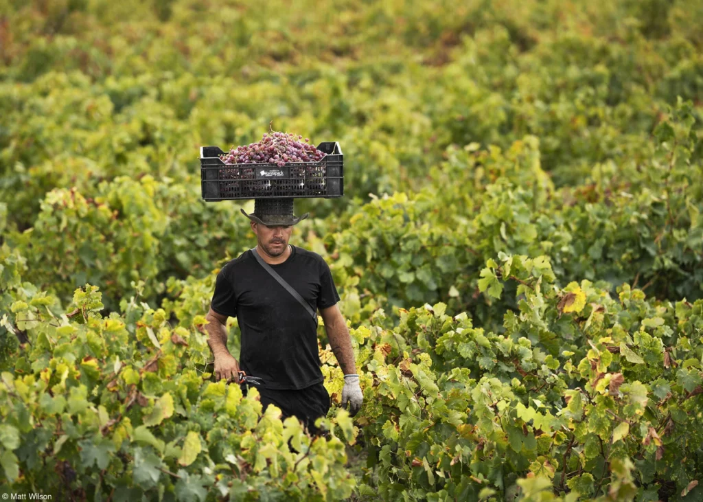 Pink Lady Yılın Yemek Fotoğrafçısı 2022 22 23 Matt Wilson Grape Hat