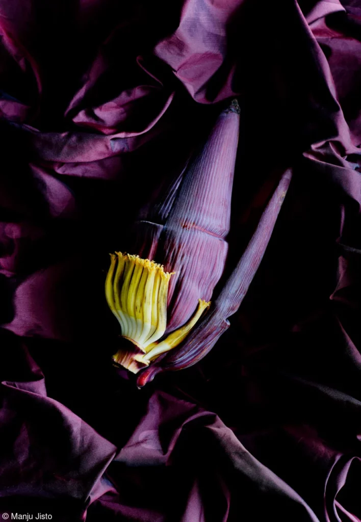 Pink Lady Yılın Yemek Fotoğrafçısı 2022 24 25 Manju Jisto Banana Blossom
