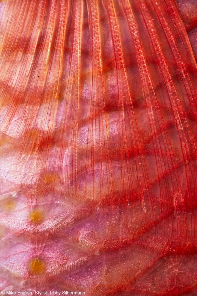 Pink Lady Yılın Yemek Fotoğrafçısı 2022 29 30 Mike English Red Mullet