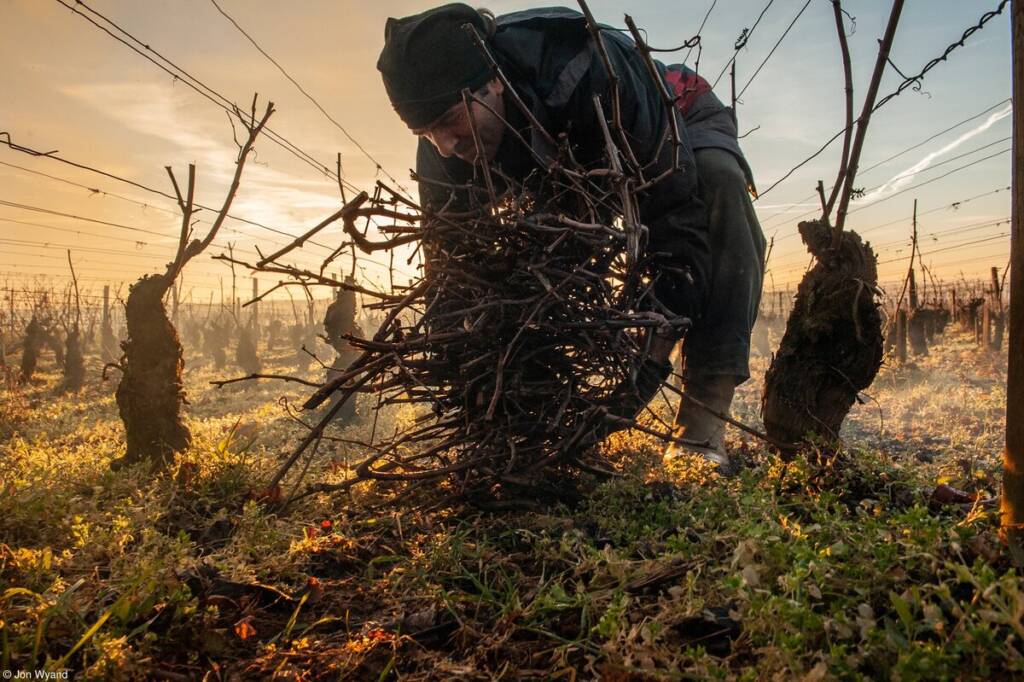 Pink Lady Yılın Yemek Fotoğrafçısı 2022 5 5 Jon Wyand Gathering prunings on Corton Hill